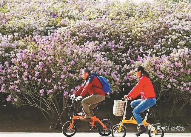 龙江赏花地图，带你走进春日“万花筒”