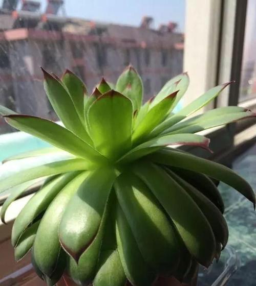 火祭|号称“徒神”的4种多肉，夏天稍不留神就成高个子，新手慎养