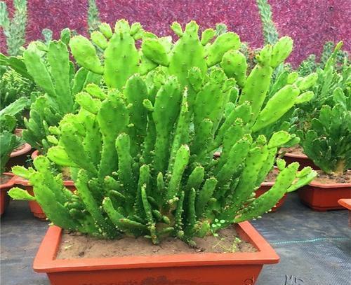 观音掌@千手观音掌,长到一米高,层层叠叠满“巴掌”,一层黄花一树果