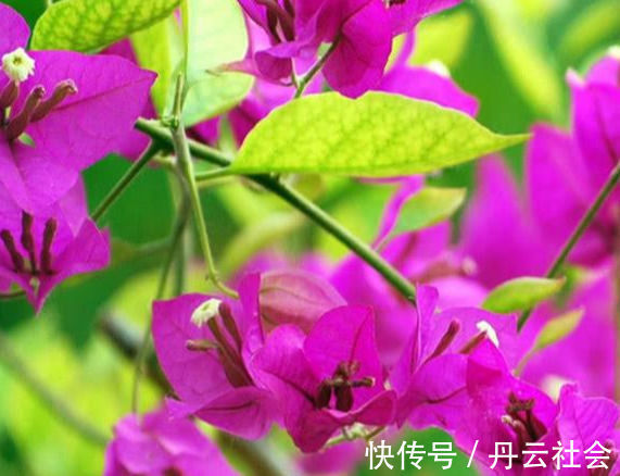 叶子花|三角梅的养护方法全在这里,赶快看看,超级实用