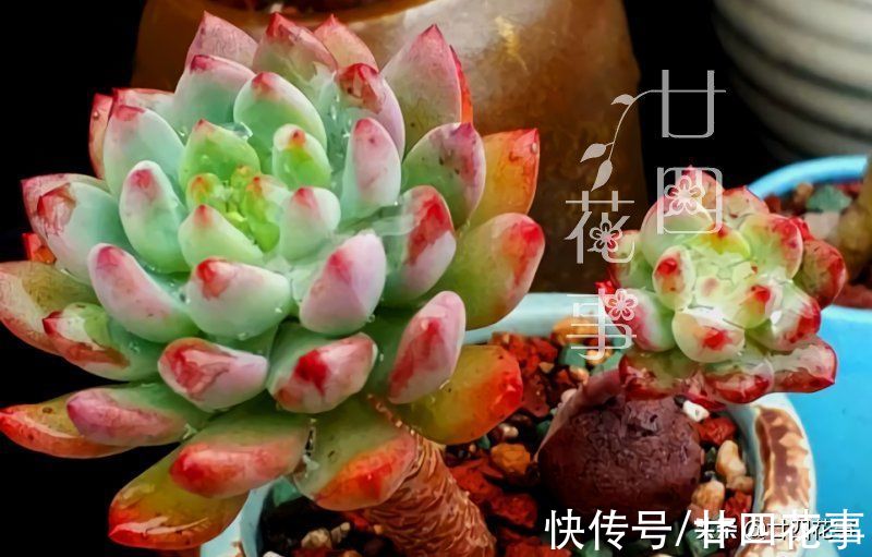 8种多肉，明智的人不买，要么多花钱费精力，要么养不活还被笑傻