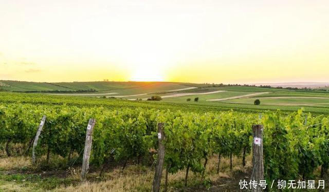 葡萄酒|标注“老藤”的葡萄酒,品质就一定高吗