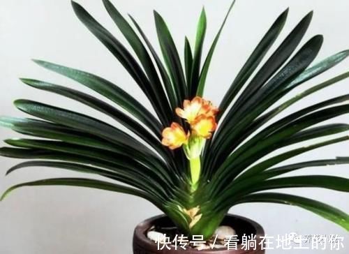 根系|君子兰叶子瘦小，不长新叶，4个方面多注意，很快恢复旺盛