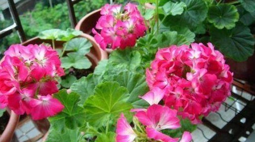 不想养吊兰绿萝了那就养这4种花,花开如海,一年能开300多天