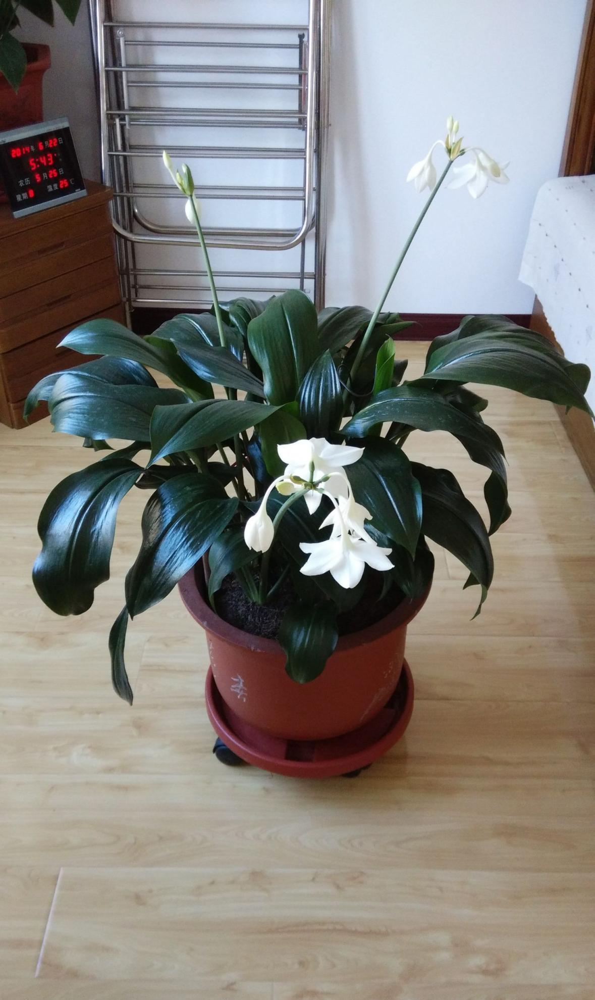 养花|哪些资源能被制作成养花“神器”?这4类全可以