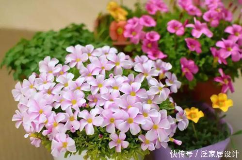 阳台养花选它,花期超半年,花朵艳丽,一次能养上百盆!