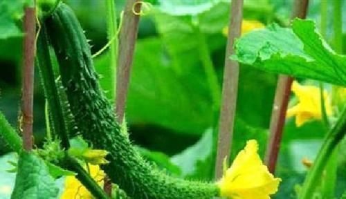 亚硝酸盐|错误的吃黄瓜，可能导致全家身体出毛病，4大禁忌现在知道还不晚