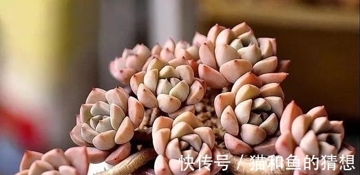 多肉长时间不服盆?从根源上解决问题,叶片肥厚养成肉墩子!