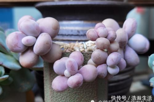 花盆|给桃蛋老桩多肉配盆是技术活,配好了锦上添花,配不好则影响颜值