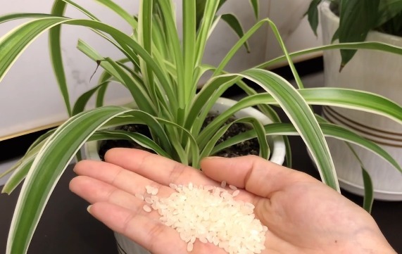 花盆中撒一把,不管多蔫多难养的花,几天根壮叶绿,不烂根不黄叶