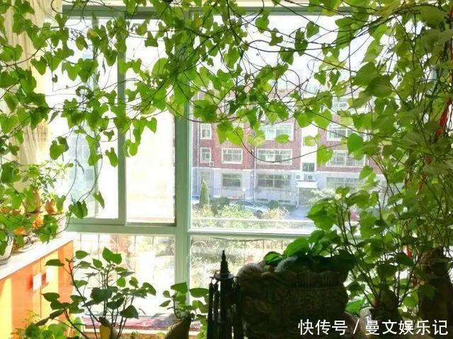 这4种花,不用土只用水,就能养成绿窗帘!