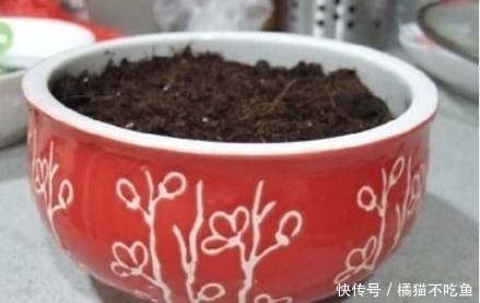 这3种水果那么贵,吃完籽别扔,丢水里泡7天,一个月盆栽大变样