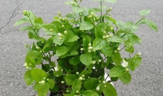 茉莉花秋天怎么养教你一招,开花比夏天还多