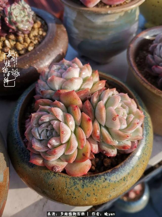 养多肉近四年,一路的走来,阳光总在风雨后!