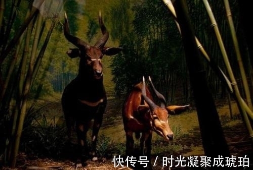 偷猎者|为了同伴，它披上了褐色斑马皮，从此成为焦点
