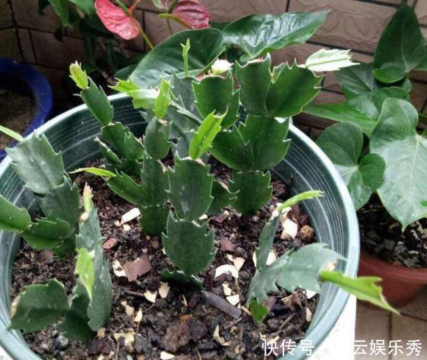 冬春养长寿花、蟹爪兰,不能心软,越早下手剪剪开花越多越漂亮