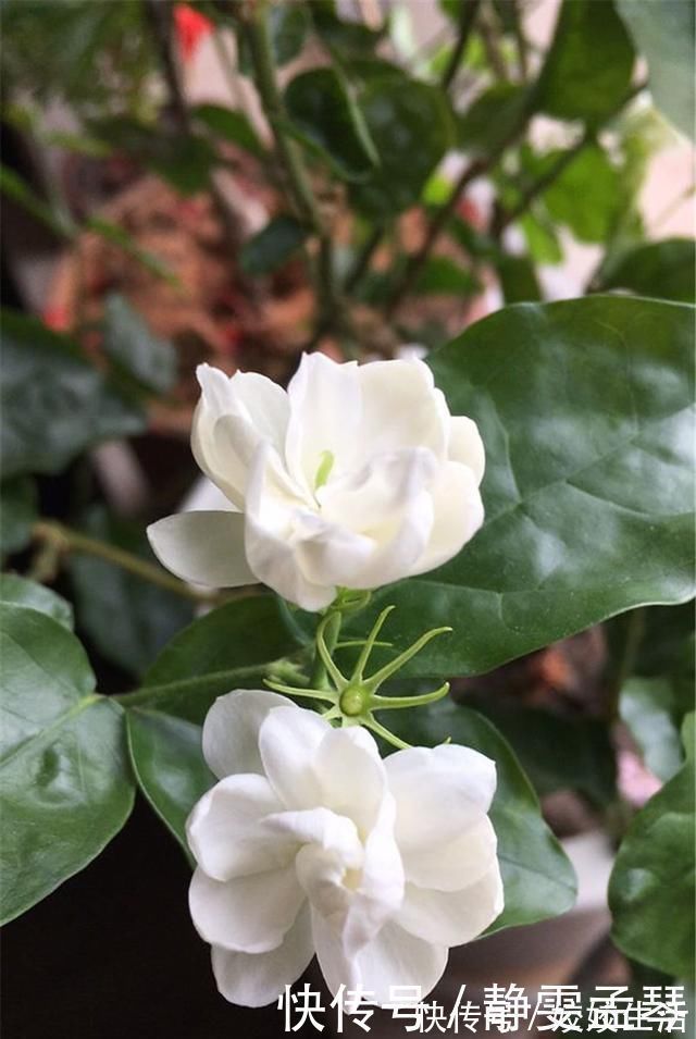 养茉莉花,掌握这5个“小窍门”,一年能开四岔花,简直是“开花机器”