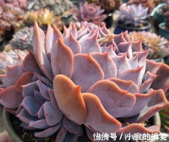 放在顶楼露养1个月后,给多肉拍照的时候,再也不用开滤镜了!