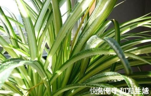 巴西|家里养这几款植物,娇小不占地,财源滚滚来,懂花的人都在养