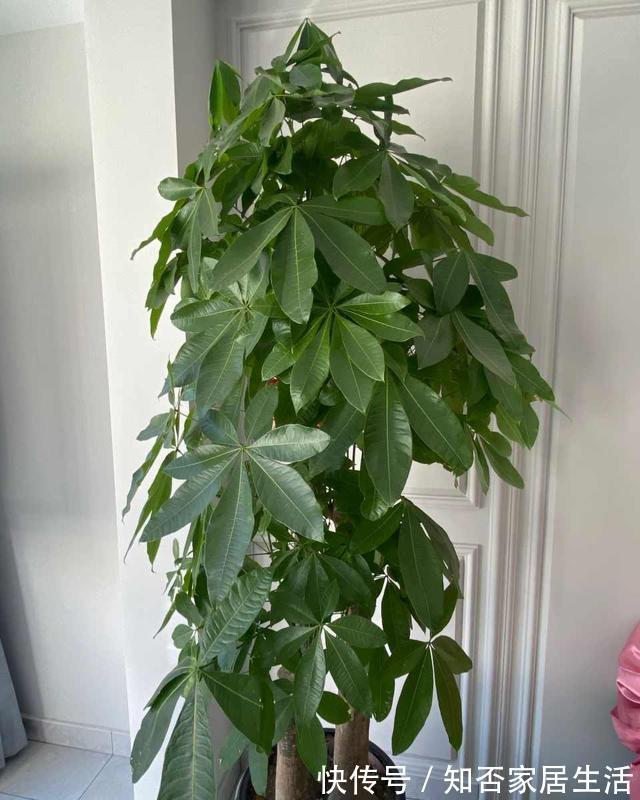 秋天养发财树，要学会避坑，更容易枝繁叶茂，秀丽挺拔