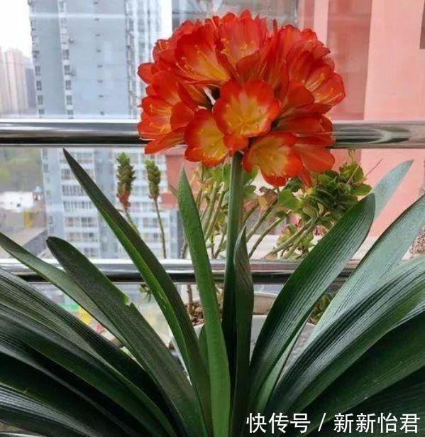 适合养在阳台的花卉,花开不断,漂亮养眼,还非常好养护