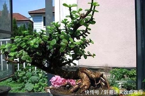 家中这2种树“很值钱”,个个带“金玉”,气势旺盛,富人都爱养!