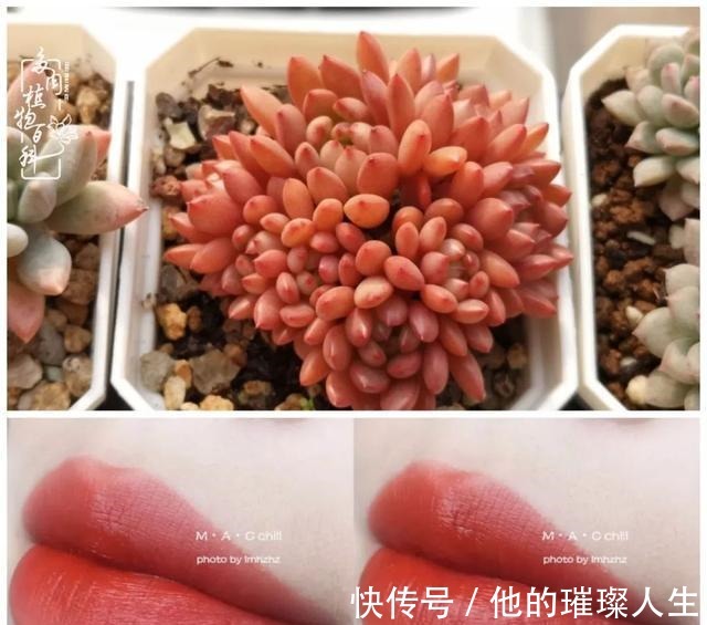 质地|论口红与多肉要不要这么搭！你发现了吗！