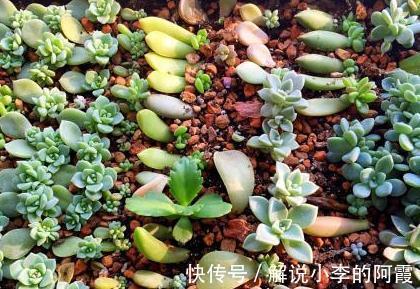 多肉植物|多肉植物新手叶插常问的几个小问题,学一下开始种肉吧