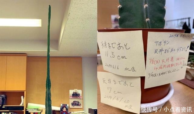 奇葩|日本一家公司奇葩“传统”,当员工干满5年,他会被做成一个手办