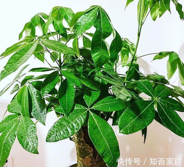 适合客厅养的4种大型花,个个寓意好,养好家人身体健康