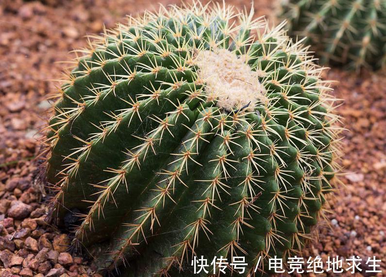 仙人球如何养,弄懂这些基础知识,也能养得像篮球一样大