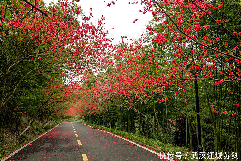 灼灼碧桃艳春色、花乡茶谷春满园