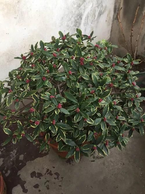  种花|比香水好闻的3种花，冬天开爆盆，满屋飘香精神好！