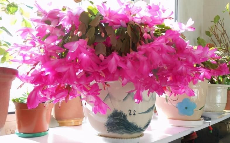 养蟹爪兰不能少了“这3样”,好好用,盆栽开花多又美