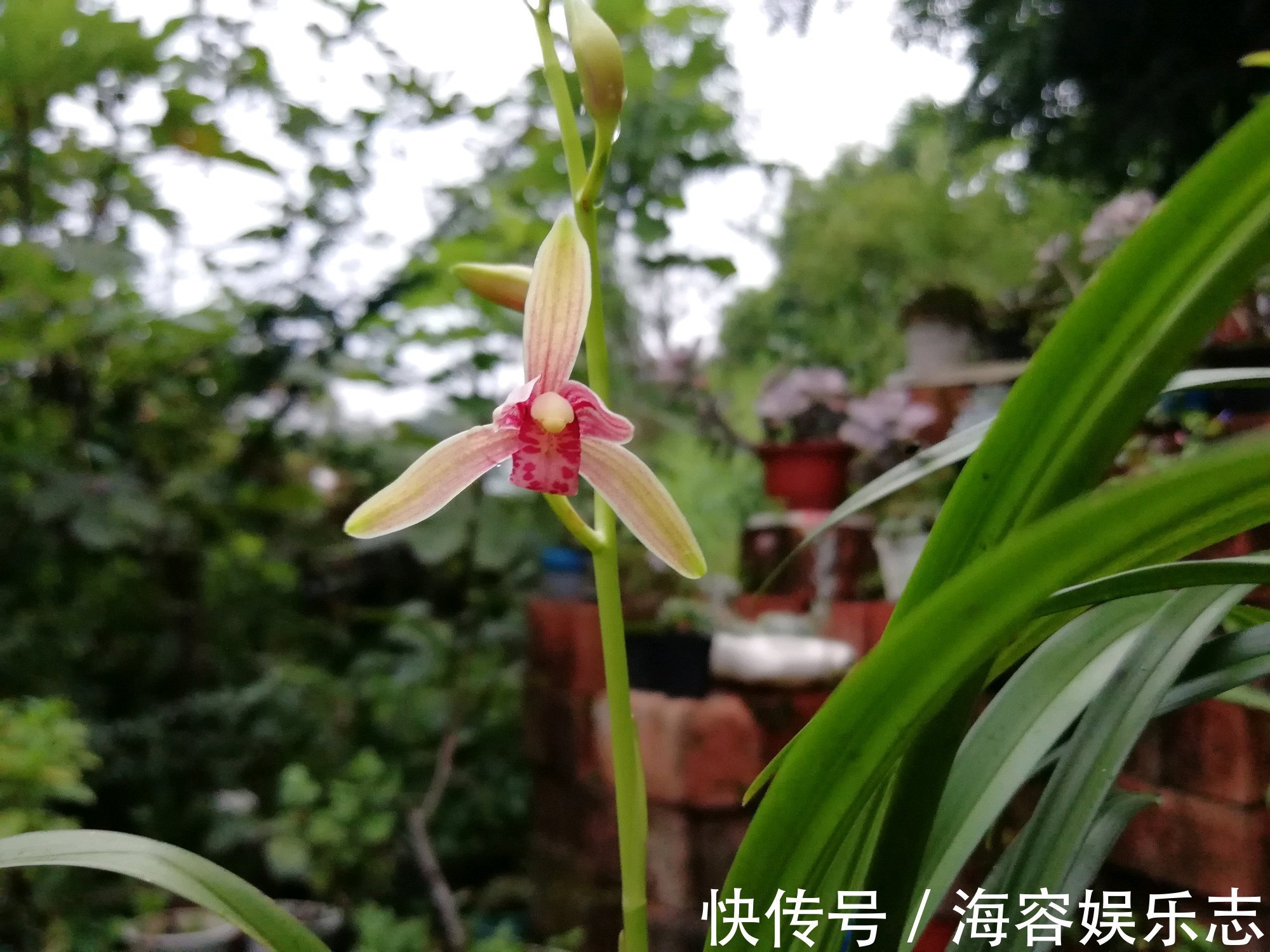 芦头|兰花海底芽是怎么回事兰花遇到海底芽在秋季怎么分盆