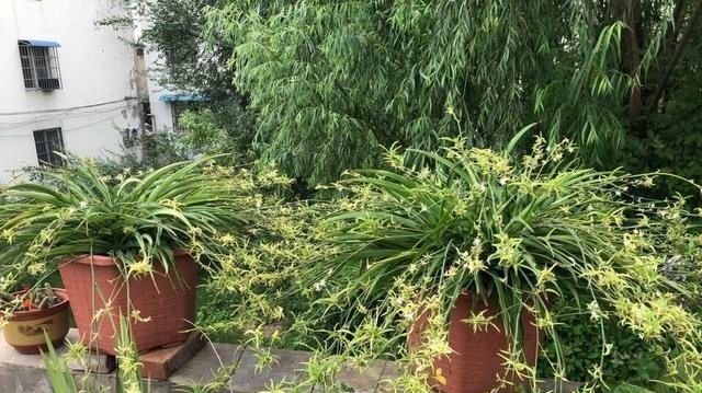 吊兰养出新花样,垂藤多如麻,如天女散花,还能养成独杆老桩子