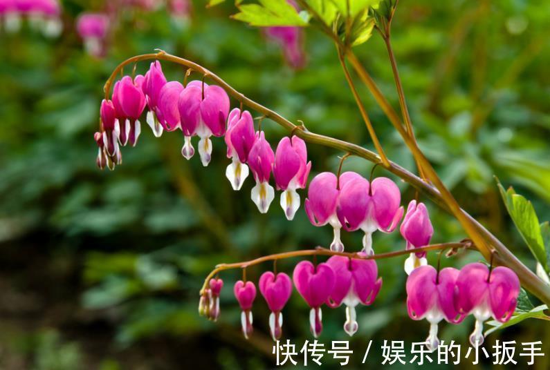 盘点3种漂亮的耐阴花，采光不好也照样花开满枝，专为北阳台而生