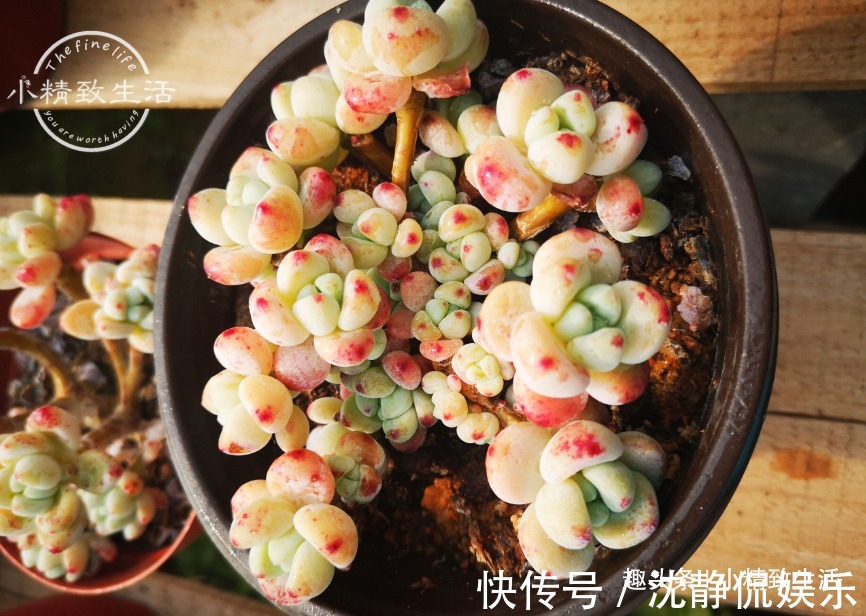 缺水|新手养多肉，看一看捏一捏，轻松掌握浇水，不必再用“3年功”