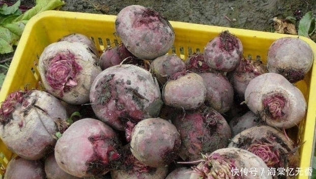 甜菜根|1500年前传入我国,比红枣补血,被誉为“生命之根”,却少有人吃