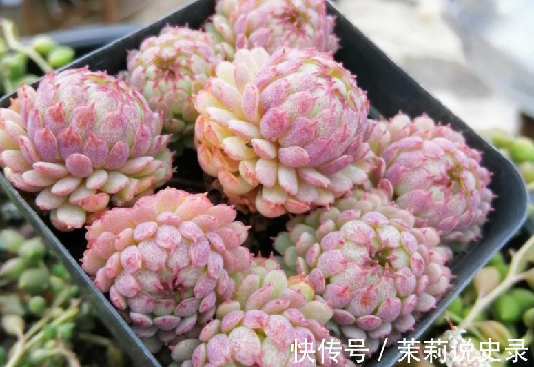 这3款多肉特容易养残,园艺新人甭轻易被它们的高颜值骗了!