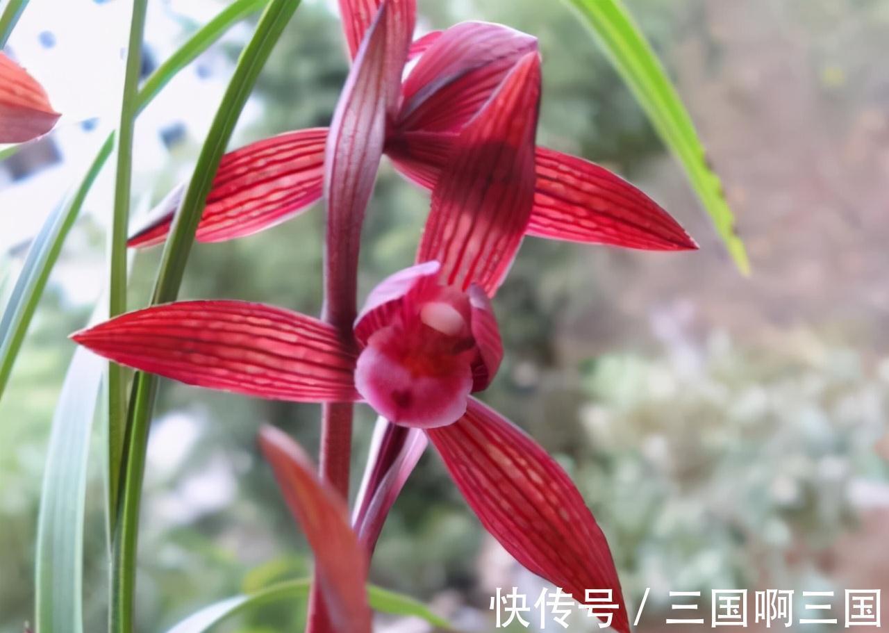 高颜值|一种新手也能养好的高颜值兰花,花色醉人,香味怡人,极具仙气