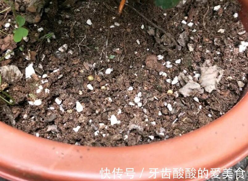 自来水|这种厨房垃圾不能扔,加工后养花,比花钱买的肥还温和好使