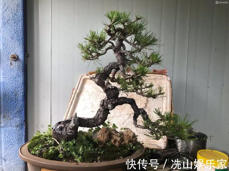 黑松盆景蓄枝让枝条快速增粗的方法摇动枝条增粗法，想多粗都行