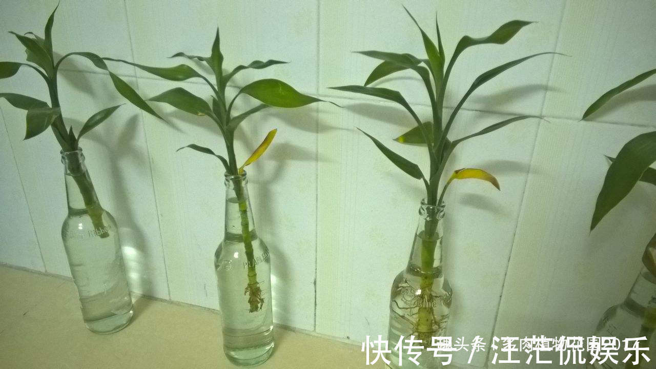 浇水|做到这四点,富贵竹常绿不发黄,富贵气儿十足