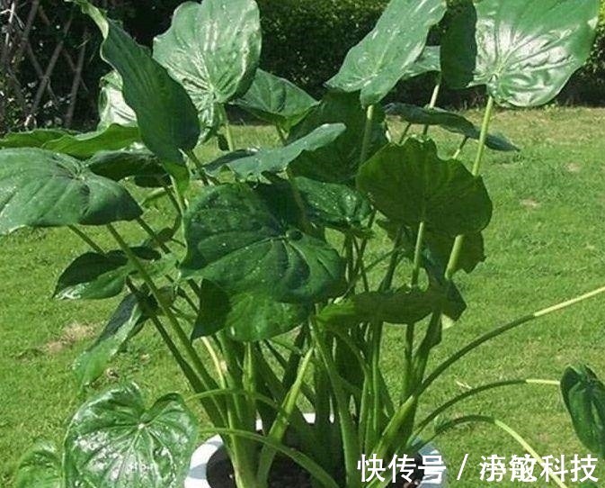 植物|农村此野菜，营养价值高，还能消肿止痛、清热解毒，遇见请珍惜