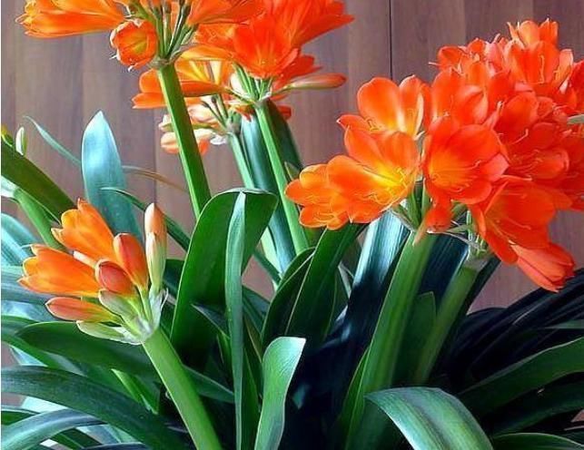 养花|养君子兰,用上这“2种肥”,比什么淘米水、黄豆水强“100倍”