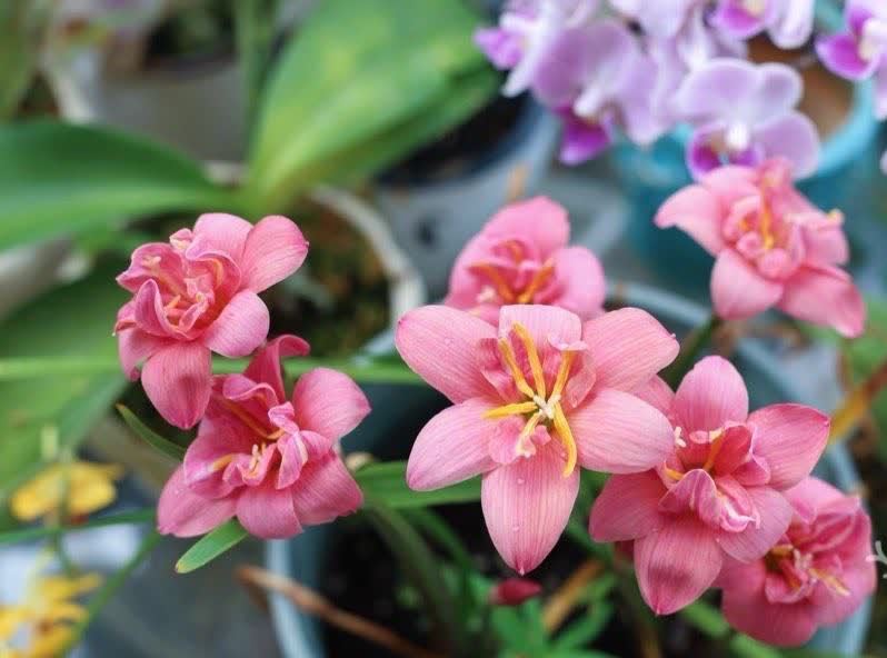 风雨兰风雨兰|集美貌与好养于一身的“3种花”,不怕高温暴晒,三天两头开花