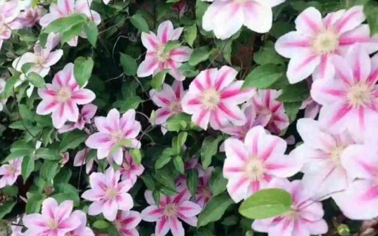 家中必养5种花,好养漂亮花期长,1个月不浇水,长得枝繁叶茂