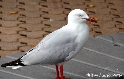 淹死|为什么老人说“杀鸽子不能放血, 要直接用水淹死”