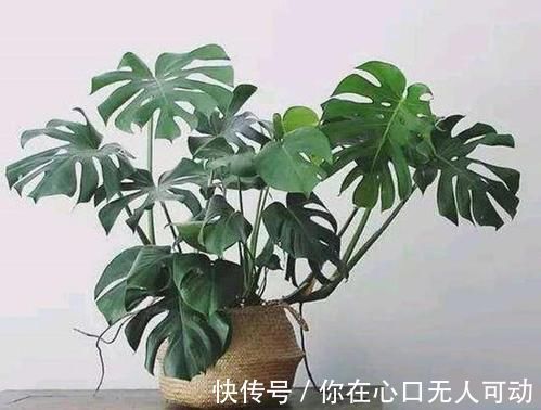 养花|6种观叶植物，客厅养一盆，绿意盎然，充满生机，不开花也好看！
